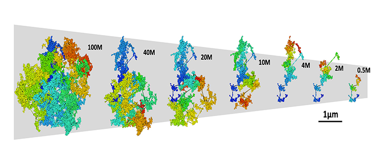 Chromatin folding